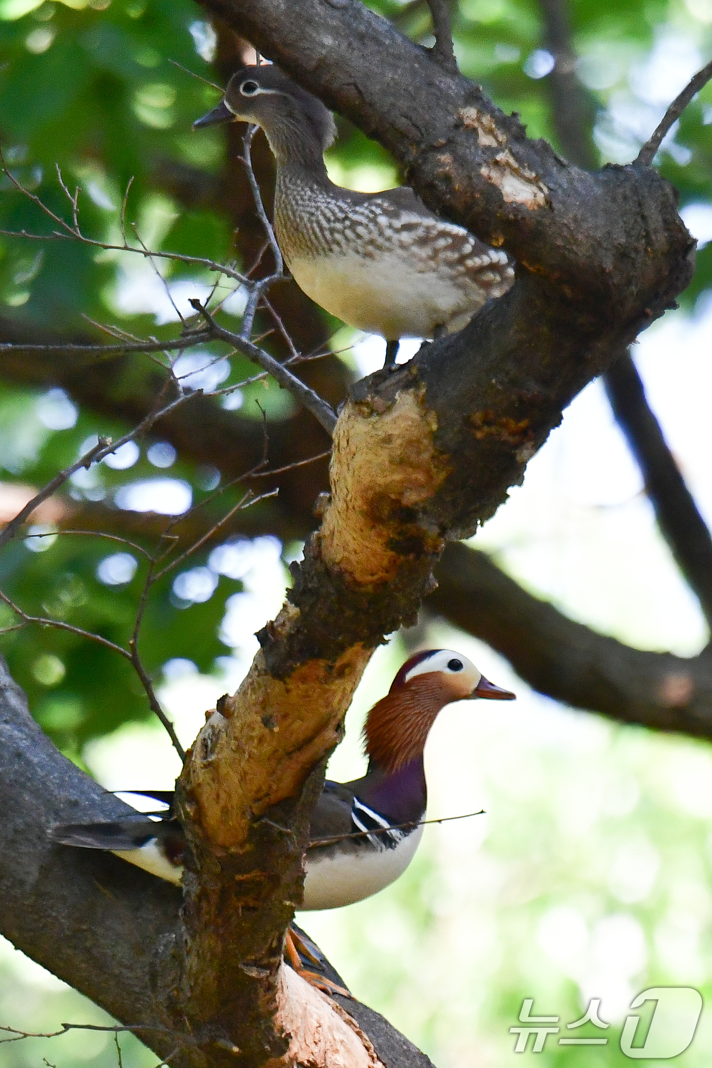 (경주=뉴스1) 최창호 기자 = 27일 경북 경주시 황성공원 숲 속 나무에 천연기념물 327호인 원앙 한쌍이 나무에 앉아 주변을 살피고 있다.  2025.5.27/뉴스1