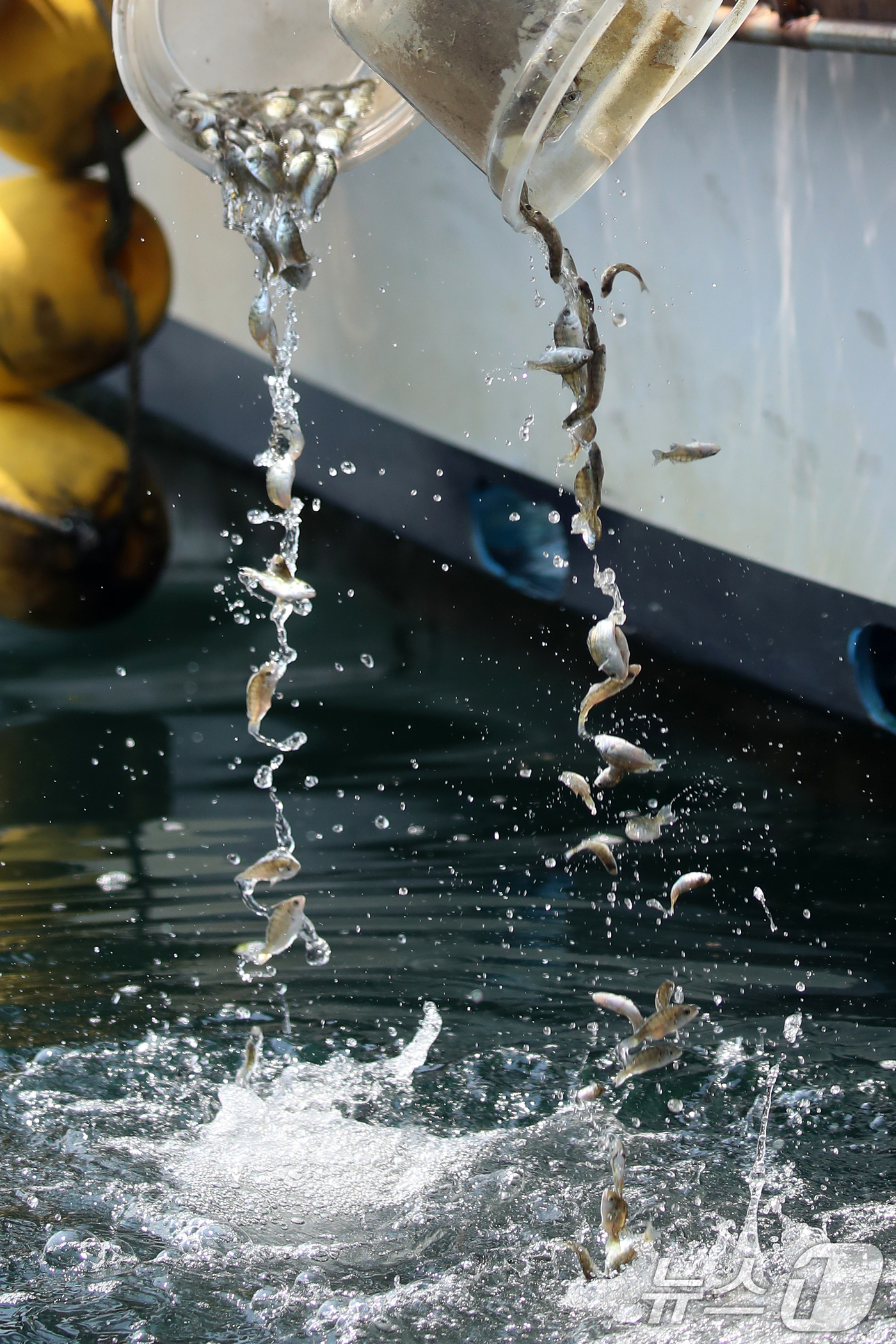(부산=뉴스1) 윤일지 기자 = 27일 오전 부산 사하구 낫개방파제에서 부산시 수산자원연구소 관계자와 부산낚시협회 회원이 감성동 치어를 방류하고 있다.부산시 수산자원연구소는 수산자 …
