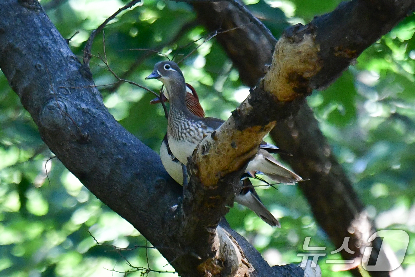 (경주=뉴스1) 최창호 기자 = 27일 경북 경주시 황성공원 숲 속 나무에 천연기념물 327호인 원앙 한 쌍이 앉아 주변을 살피고 있다. 2025.5.27/뉴스1