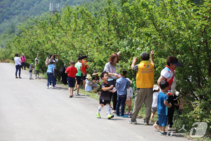 본문 이미지 - 양양 앵두사랑 앵두축제 현장.(양양군 제공, 재판매 및 DB 금지) 2025.5.27/뉴스1