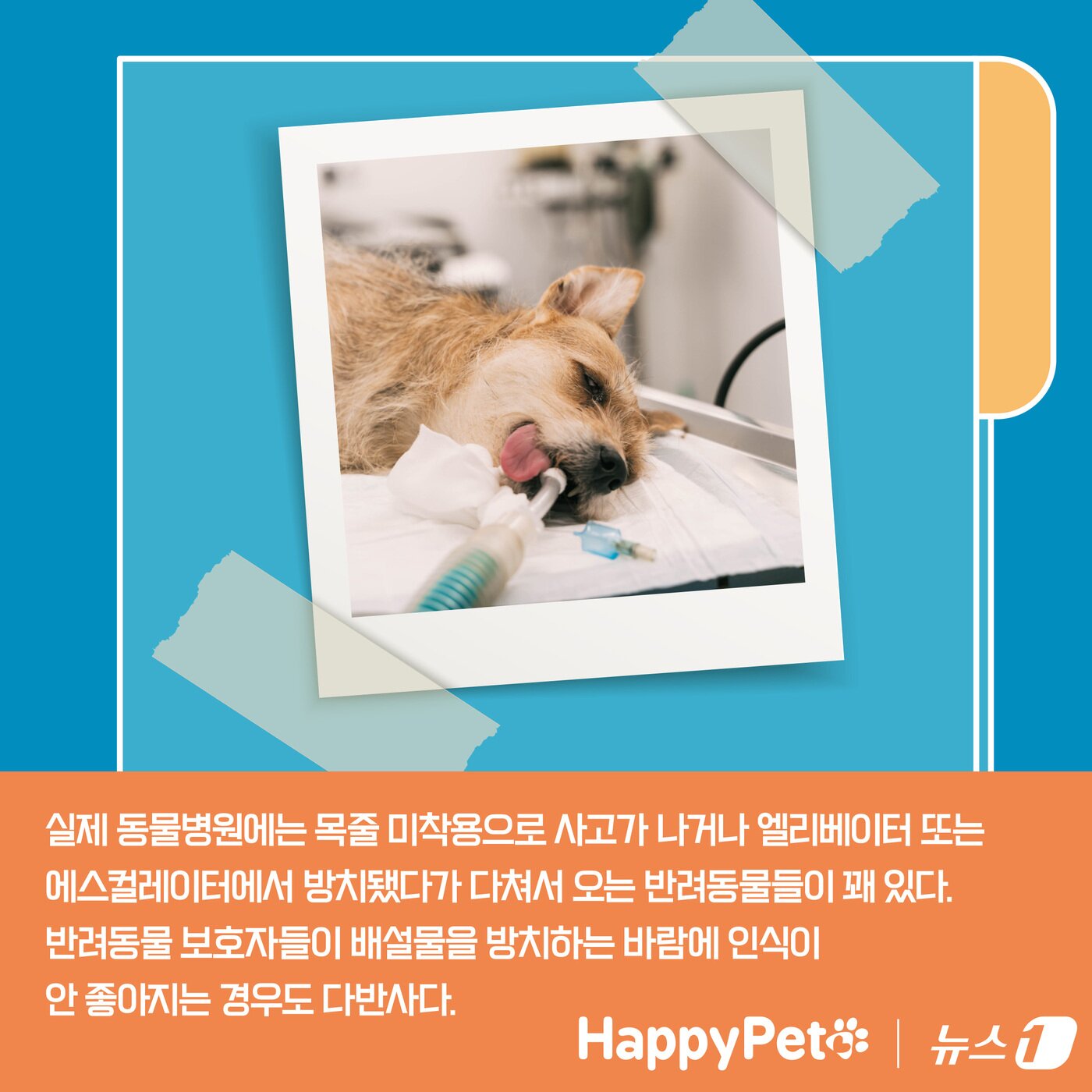 본문 이미지 - 펫카드 펫티켓