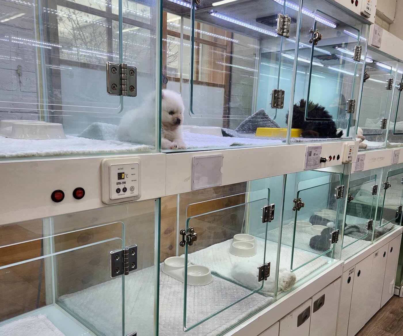 본문 이미지 - 일반 펫숍과 다르지 않은 무료 분양 사무소 내부 전경. 외부에는 프렌차이즈 펫숍 간판이 달려 있었다. ⓒ 뉴스1 한송아 기자