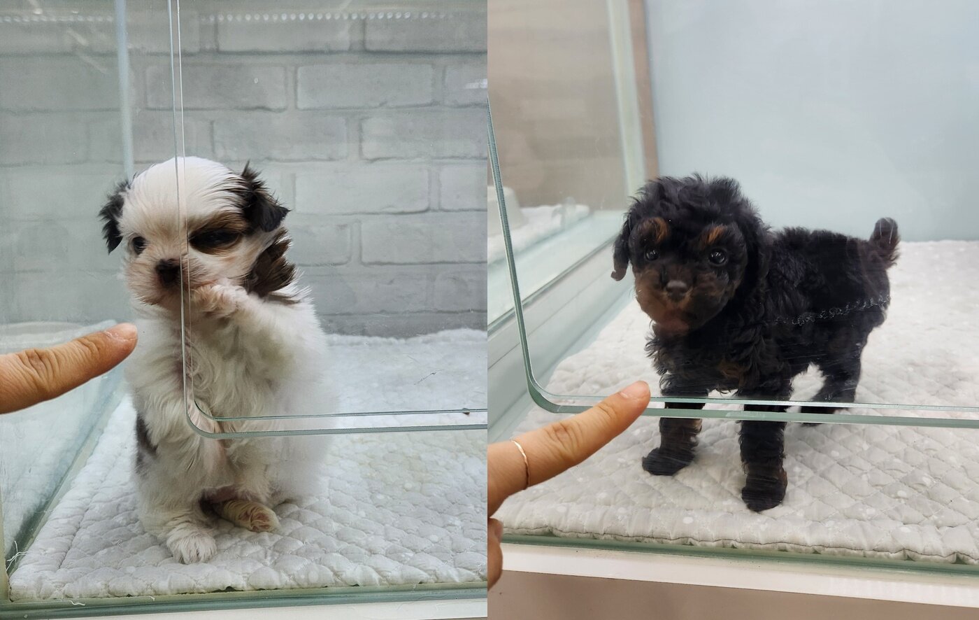 본문 이미지 - 직접 분양 상담을 받아 본 강아지들. 업체 직원은 수십 만 원의 동물병원 연계 멤버십 가입 조건 하에 무료 분양이라고 설명했다. ⓒ 뉴스1 한송아 기자