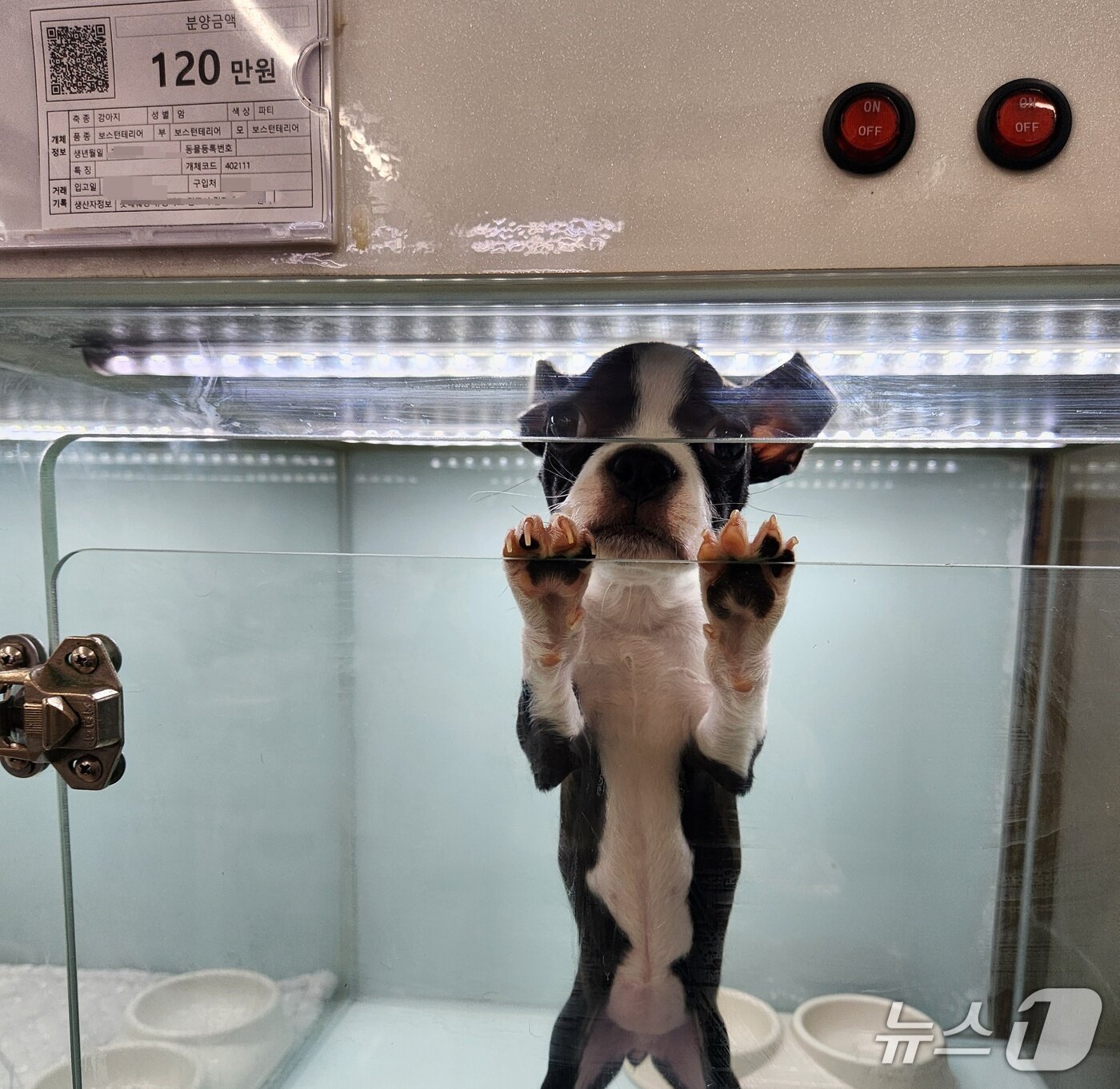 본문 이미지 - 상품성 없는 동물을 무료 분양한다는 펫숍에 진열된 강아지 ⓒ 뉴스1 한송아 기자
