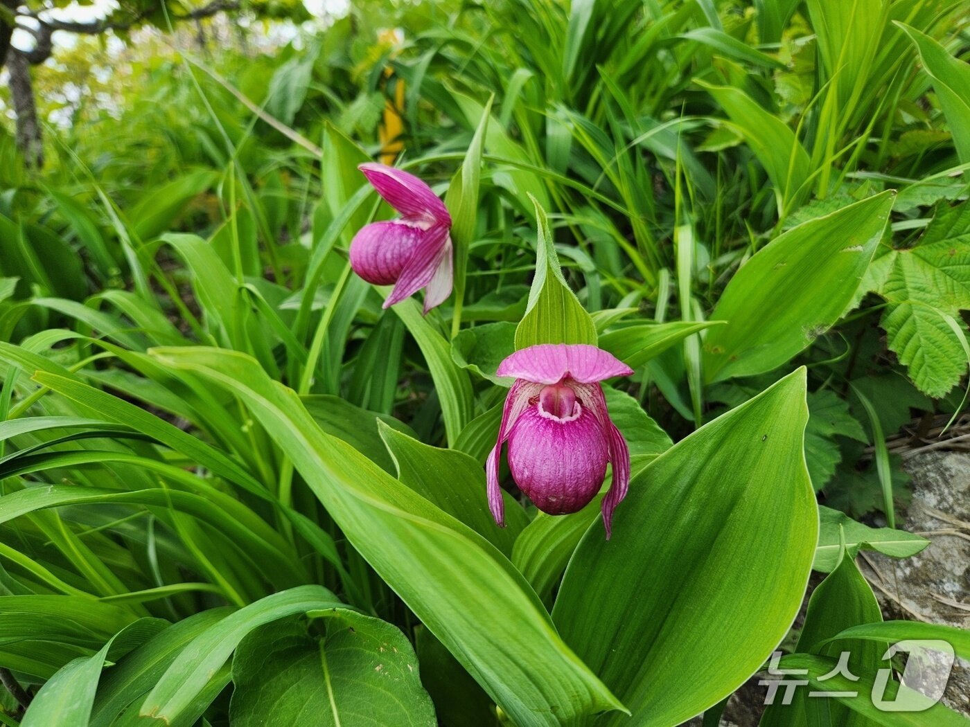본문 이미지 - 소백산에서 개화한 멸종위기야생생물 2급 복주머니란.(소백산국립공원 제공. 재판매 및 DB금지)/뉴스1  