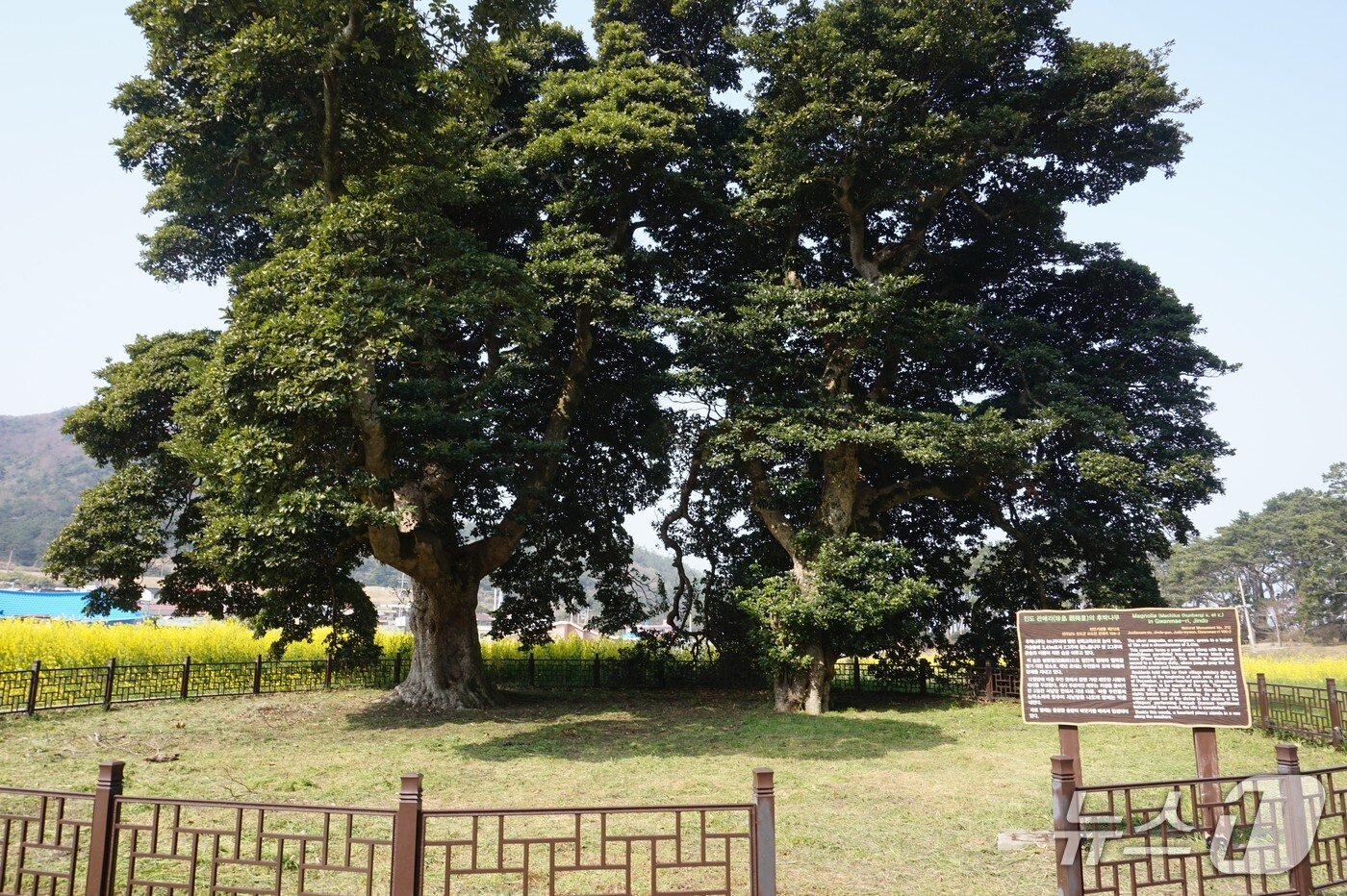 본문 이미지 - 천연기념물 212호 관매도 후박나무.뉴스1 ⓒ News1 조영석 기자 