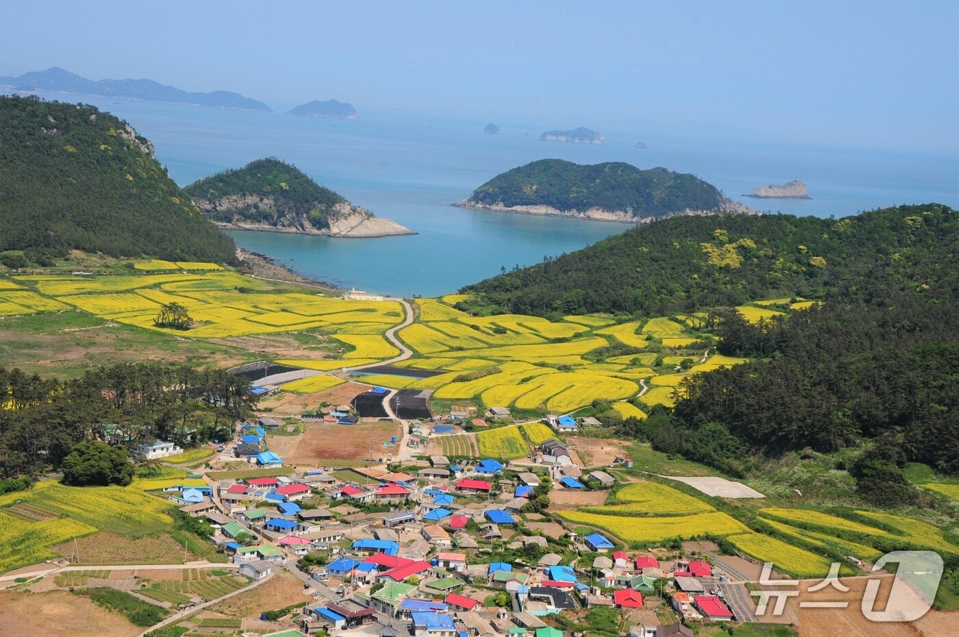 본문 이미지 - 관매마을 유채밭&#40;진도군청 누리집 갈무리&#41;/뉴스1  