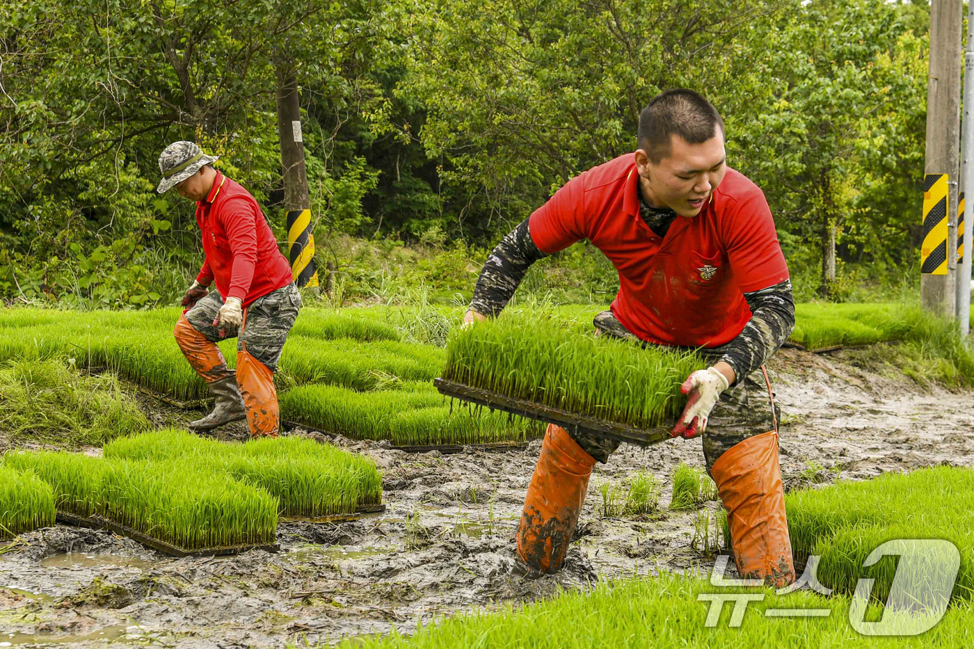 (포항=뉴스1) 최창호 기자 = 28일 경북 포항에 있는 해병대 1사단이 관내 농가 2500곳에서 모판 나르기 등 부족한 농촌일손돕기에 나서 구슬땀을 흘리고 있다.해병대 1사단은 …