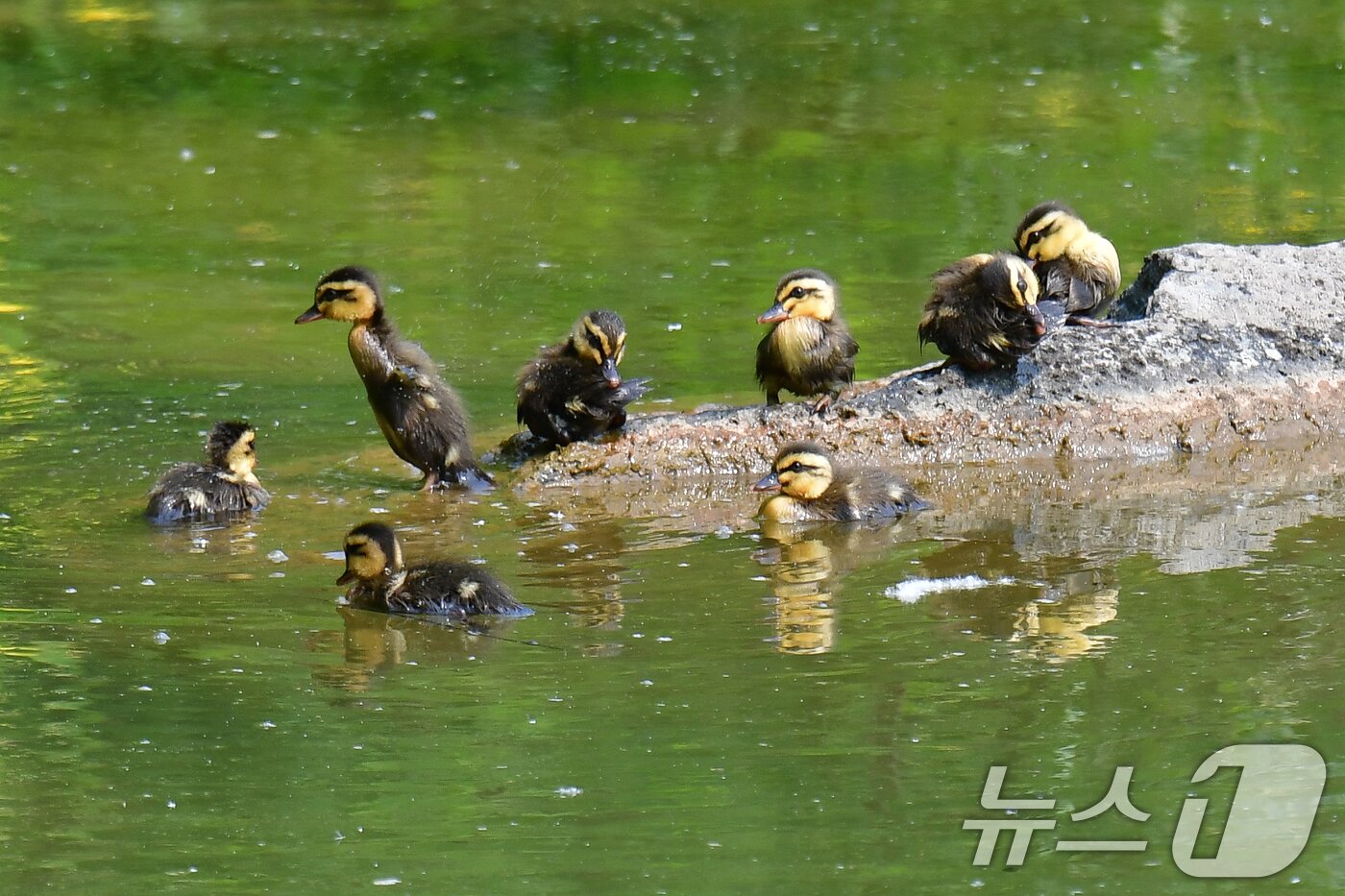 본문 이미지 - 28일 오후 경북 포항시 남구 영일대 연못에서 흰뺨검둥오리 새끼들이 바위에 앉아 햇볕을 즐기고 있다. 2025.5.28/뉴스1 ⓒ News1 최창호 기자