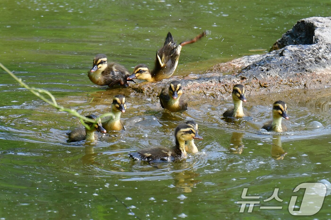 본문 이미지 - 28일 오후 경북 포항시 남구 영일대 연못에서 흰뺨검둥오리 새끼들이 물속으로 뛰어들고  있다. 2025.5.28/뉴스1 ⓒ News1 최창호 기자