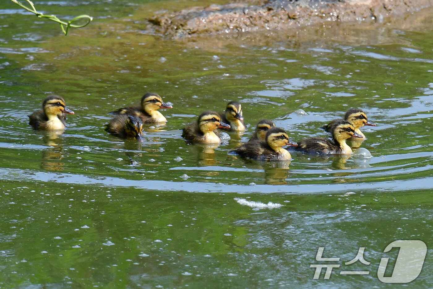 본문 이미지 - 28일 오후 경북 포항시 남구 영일대 연못에서 흰뺨검둥오리 새끼들이 먹잇감을 찾아 무리지어 다니고 있다. 2025.5.28/뉴스1 ⓒ News1 최창호 기자