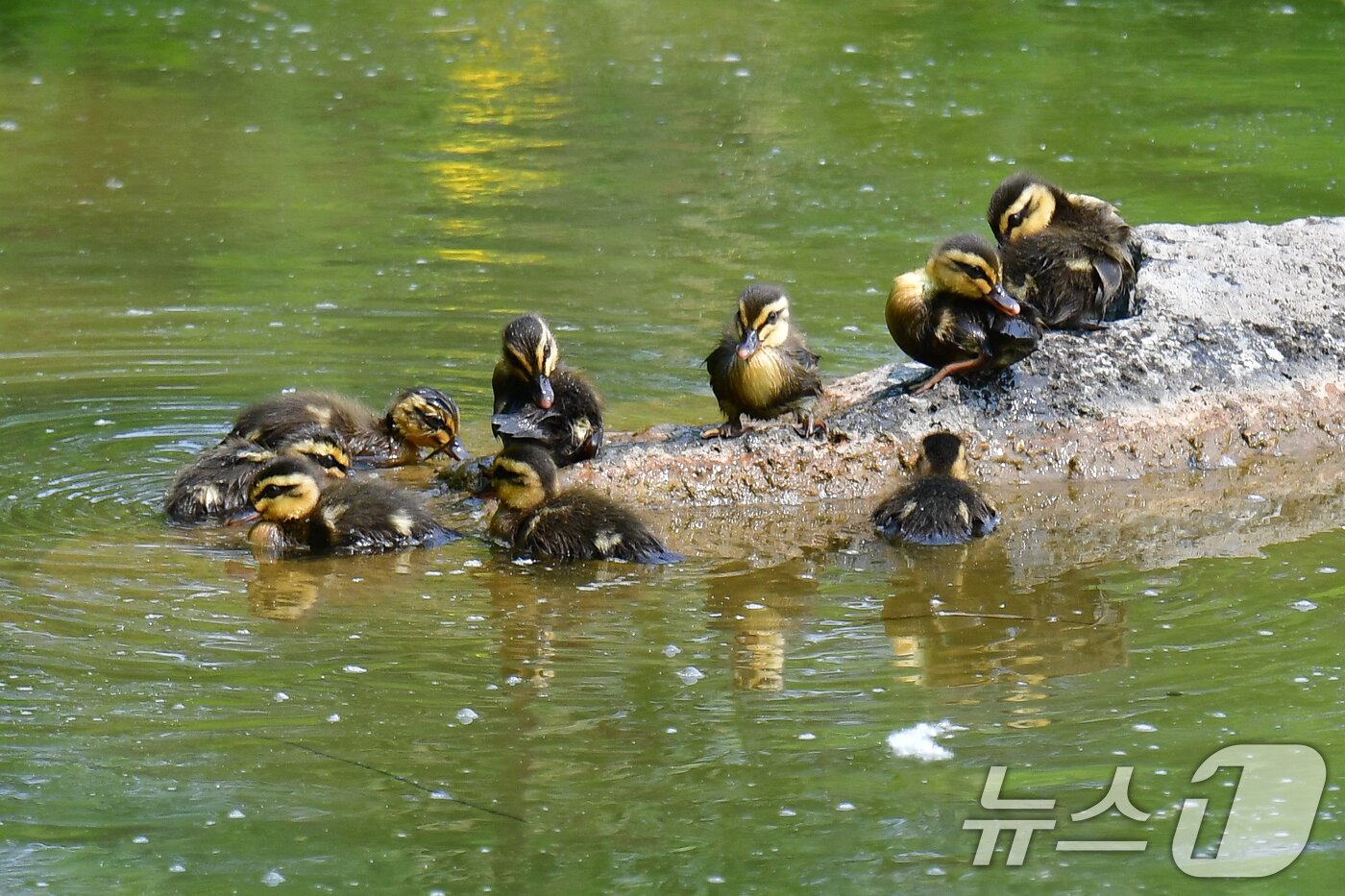 본문 이미지 - 28일 오후 경북 포항시 남구 영일대 연못 바위에  흰뺨검둥오리 새끼들이 모여 있다. 2025.5.28/뉴스1 ⓒ News1 최창호 기자