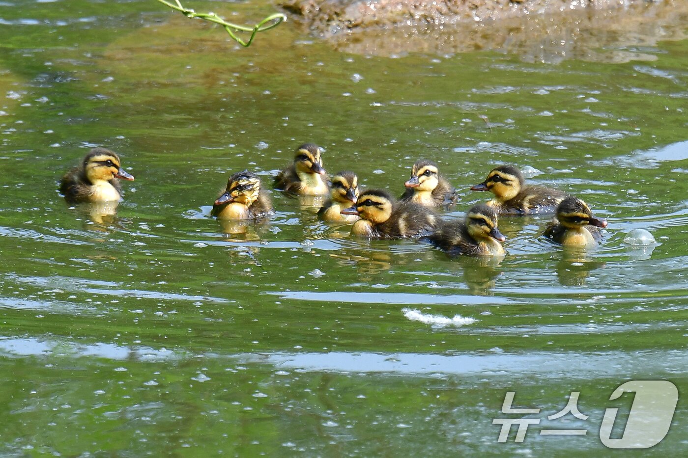 본문 이미지 - 28일 오후 경북 포항시 남구 영일대 연못에서 흰뺨검둥오리 새끼들이 무리지어 수영을 하고 있다. 2025.5.28/뉴스1 ⓒ News1 최창호 기자