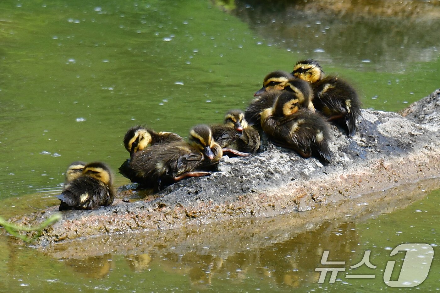 본문 이미지 - 28일 오후 경북 포항시 남구 영일대 연못에서 흰뺨검둥오리 새끼들이 무리지어 앉아 있다. 2025.5.28/뉴스1 ⓒ News1 최창호 기자