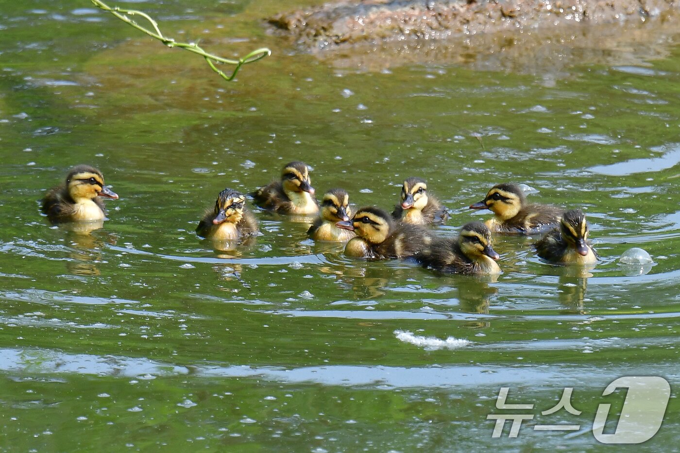 본문 이미지 - 28일 오후 경북 포항시 남구 영일대 연못에서 흰뺨검둥오리 새끼들이 수영을 하고 있다. 2025.5.28/뉴스1 ⓒ News1 최창호 기자