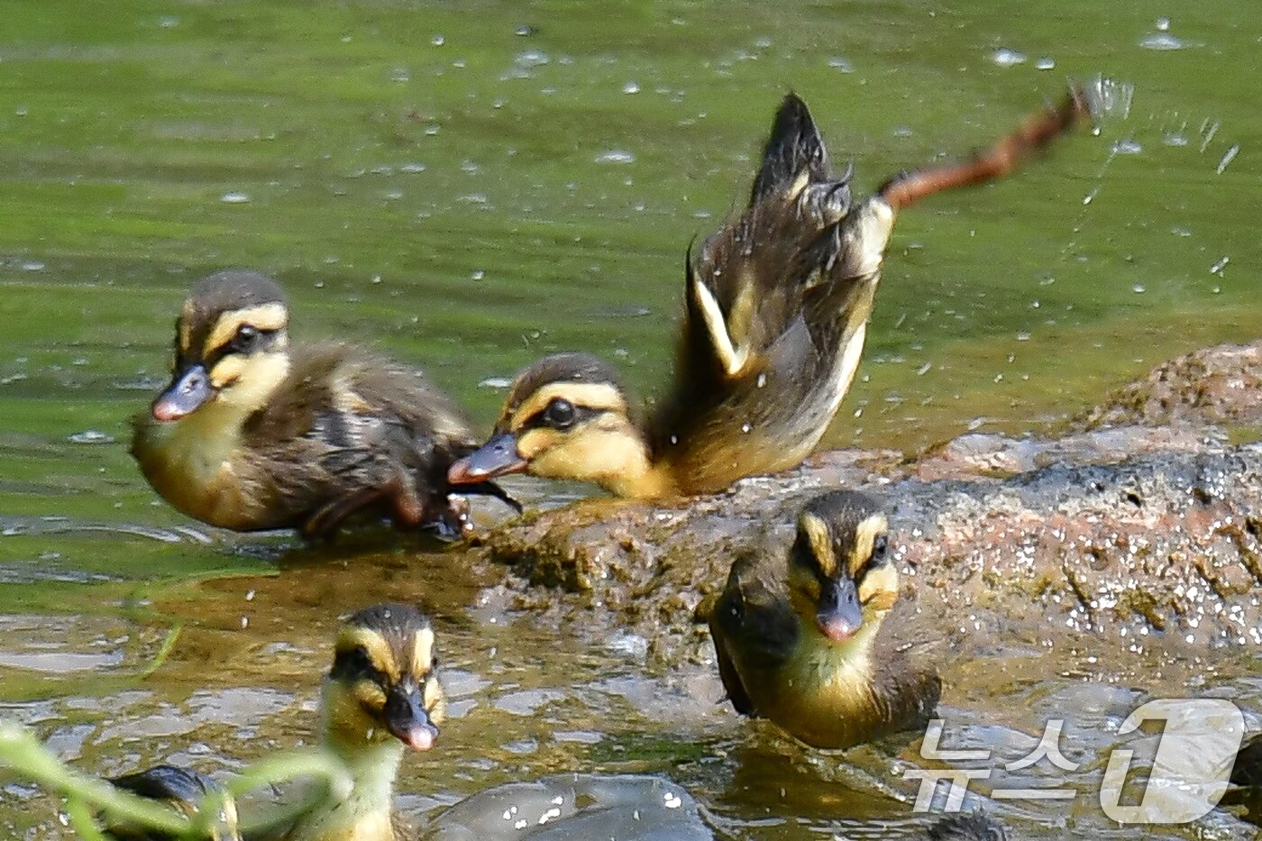 본문 이미지 - 28일 오후 경북 포항시 남구 영일대 연못에서 흰뺨검둥오리 새끼들이 물속으로 뛰어들고 있다. ⓒ News1 최창호 기자