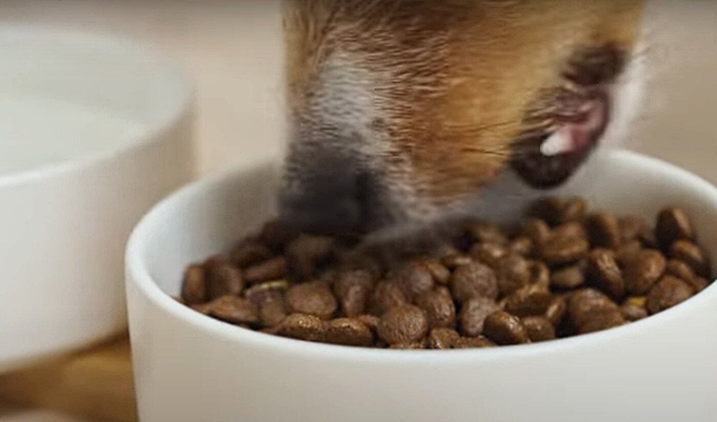 본문 이미지 - 반려견이 절육치를 이용해 음식을 잘라서 삼켜 먹는 행동을 걸핑&#40;Gulping&#41;&#39;이라 부른다&#40;유튜브 반려의 완성 갈무리&#41;. ⓒ 뉴스1