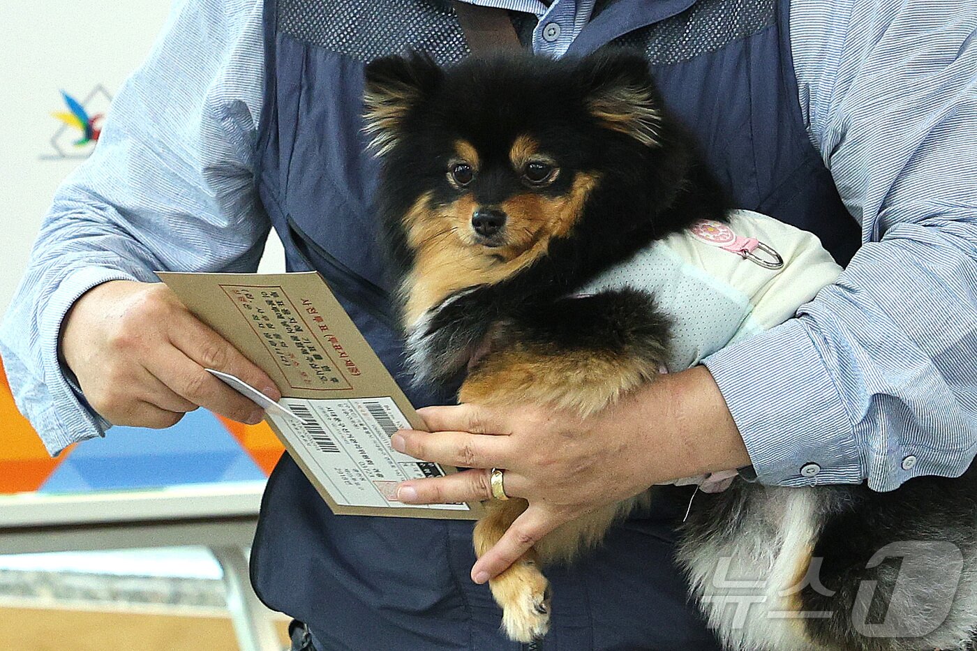 본문 이미지 - 제21대 대통령 선거 사전 투표 첫날인 29일 오전 서울 중구 중림동주민센터에 마련된 사전투표소에서 한 유권자가 반려견과 함께 투표하고 있다. 2025.5.29/뉴스1 ⓒ News1 신웅수 기자