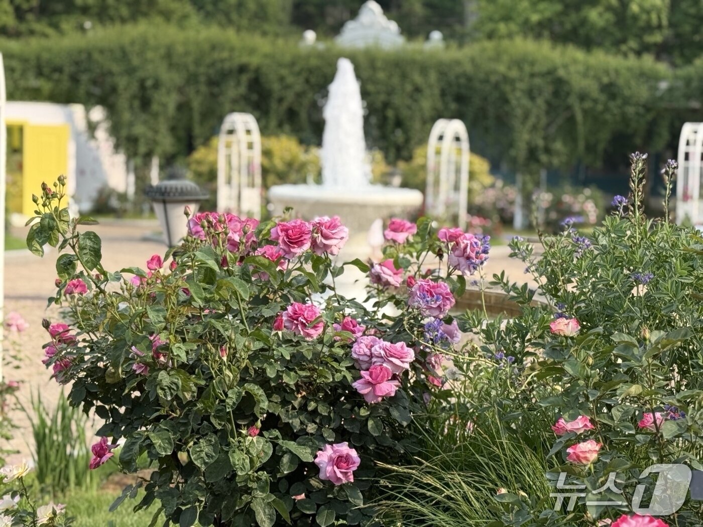 본문 이미지 - 에버랜드 장미원에 분홍색 장미가 피어 있다. ⓒ 뉴스1 김형준 기자