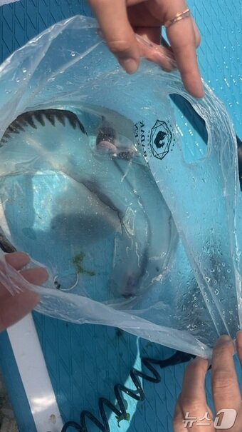 본문 이미지 - 주로 열대지역의 깊은 바다에서 서식하는 해양생물인 &#39;카리나리아 크리스타타&#40;Carinaria cristata&#41;&#39;로 추정되는 해양생물이 제주 앞바다에서 최초 발견됐다.&#40;인스타그램 아이디 &#39;제주놀미&#39; 제공. 재판매 및 DB 금지&#41; 2025.5.29/뉴스1 ⓒ News1 홍수영 기자