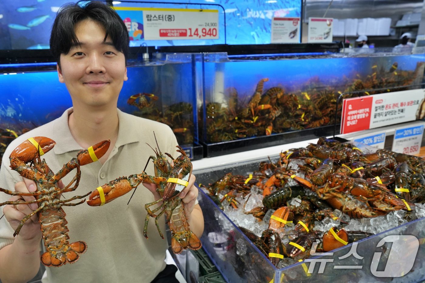 (서울=뉴스1) = 롯데마트가 초여름을 맞아 내달 4일까지 살이 꽉 찬 제철 활 랍스터를 특가 판매한다고 29일 밝혔다.서울 송파구 롯데마트 제타플렉스 잠실점에서 직원이 랍스터를 …