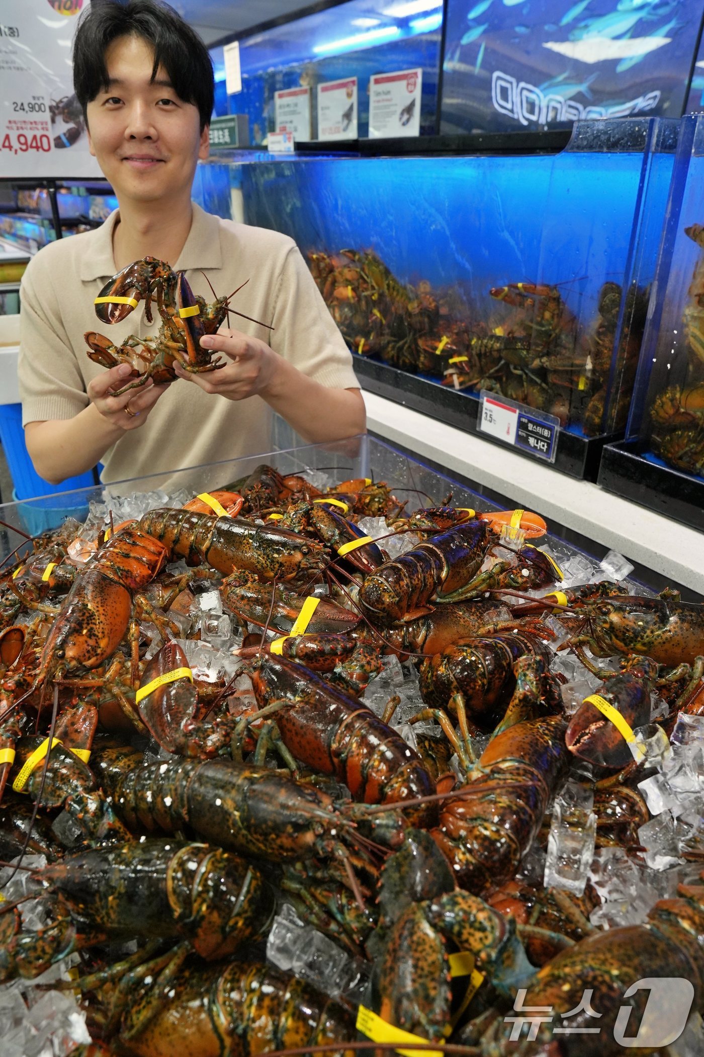 (서울=뉴스1) = 롯데마트가 초여름을 맞아 내달 4일까지 살이 꽉 찬 제철 활 랍스터를 특가 판매한다고 29일 밝혔다.서울 송파구 롯데마트 제타플렉스 잠실점에서 직원이 랍스터를 …