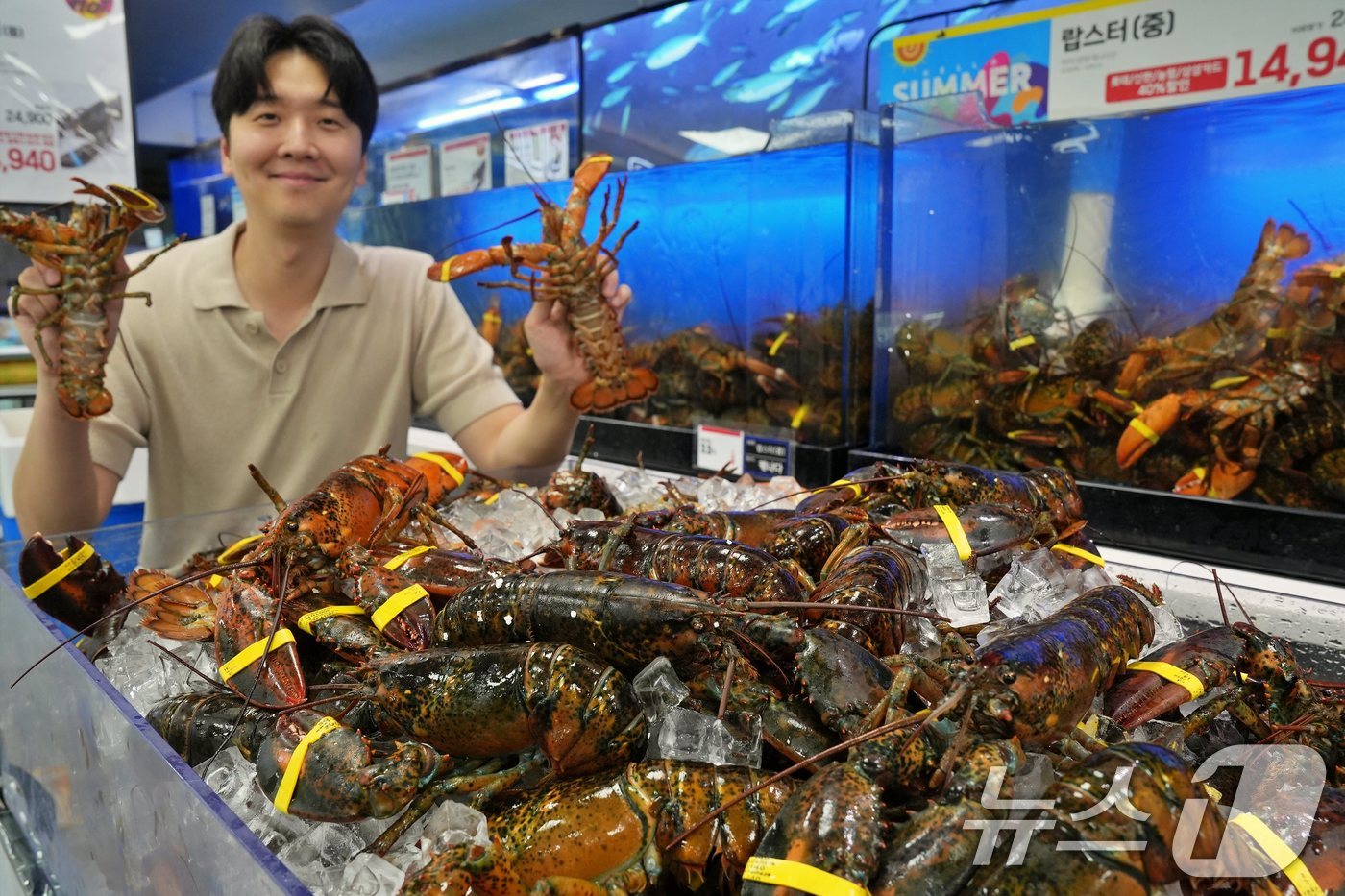 (서울=뉴스1) = 롯데마트가 초여름을 맞아 내달 4일까지 살이 꽉 찬 제철 활 랍스터를 특가 판매한다고 29일 밝혔다.서울 송파구 롯데마트 제타플렉스 잠실점에서 직원이 랍스터를 …