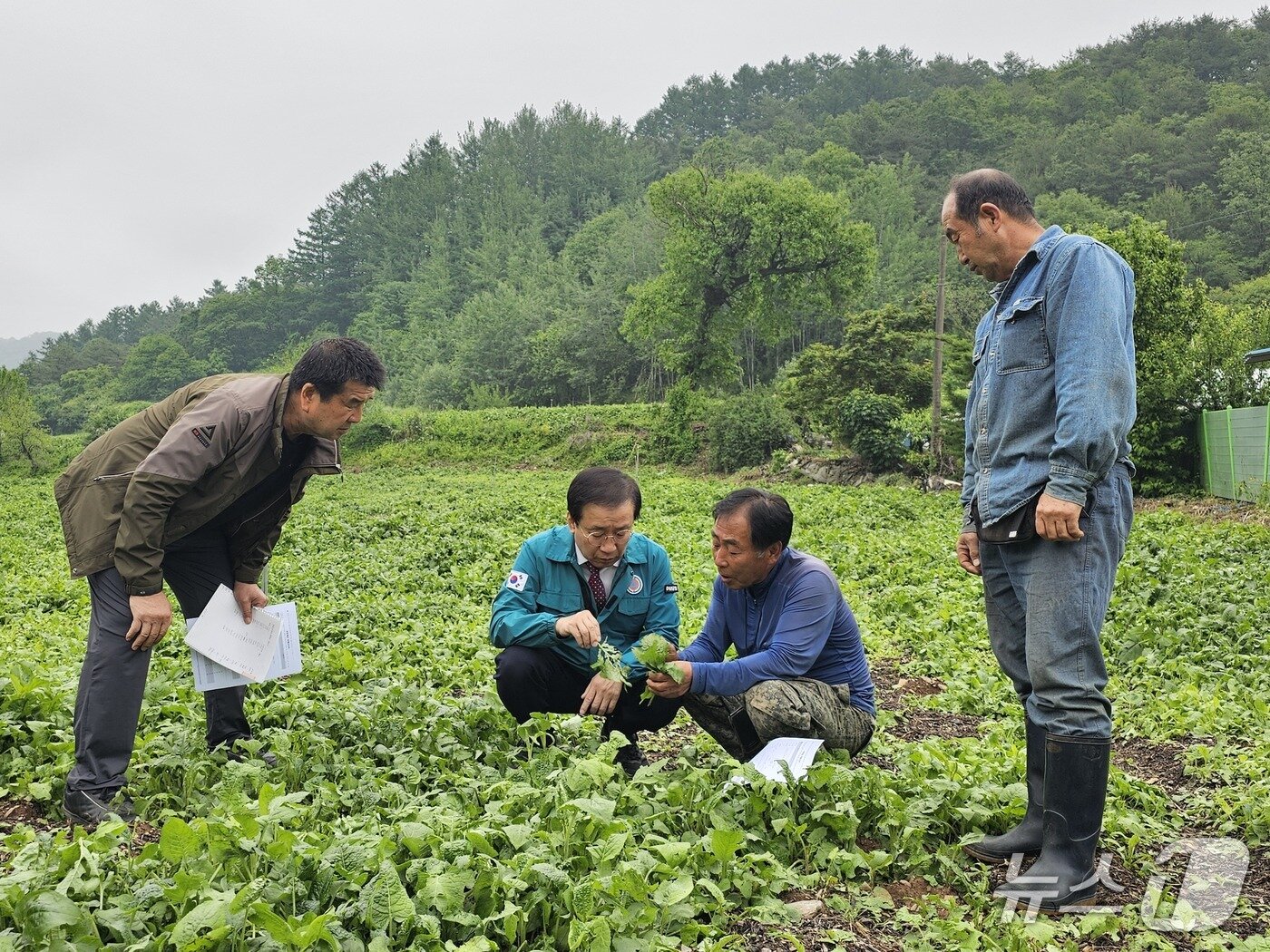 본문 이미지 - 우박 피해를 본 단양군 한 농가를 찾은 김문근 단양군수.(단양군 제공. 재판매 및 DB금지)/뉴스1