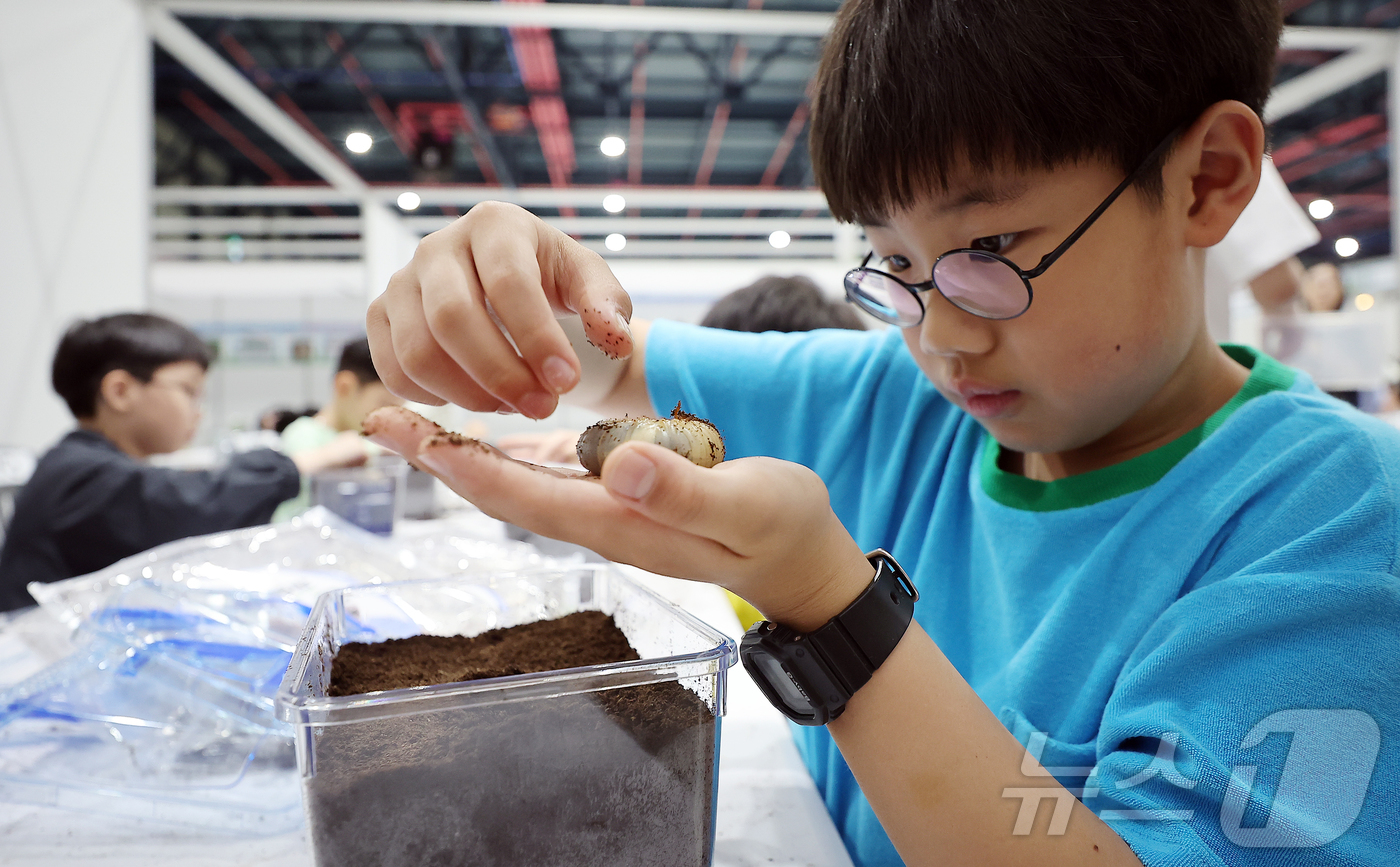 (서울=뉴스1) 김진환 기자 = 29일 서울 강남구 세텍(SETEC)에서 열린 '2025 제9회 대한민국 곤충경진대회'를 찾은 한 어린이가 장수풍뎅이 애벌레 키우기 체험을 하고 있 …