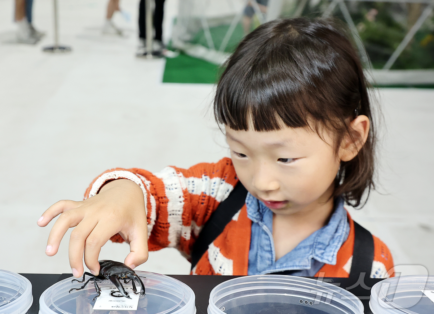 (서울=뉴스1) 김진환 기자 = 29일 서울 강남구 세텍(SETEC)에서 열린 '2025 제9회 대한민국 곤충경진대회'를 찾은 어린이들이 장수풍뎅이를 관찰하고 있다. 2025.5. …