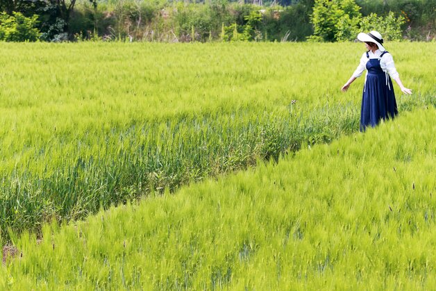 본문 이미지 - 바람에 일렁이는 밀·보리가 장관인 충북 괴산군 감물면 들녘.&#40;괴산군 제공. 재판매 및 DB금지&#41;
