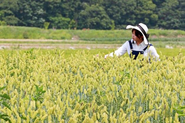 본문 이미지 - 바람에 일렁이는 밀·보리가 장관인 충북 괴산군 감물면 들녘.&#40;괴산군 제공. 재판매 및 DB금지&#41;