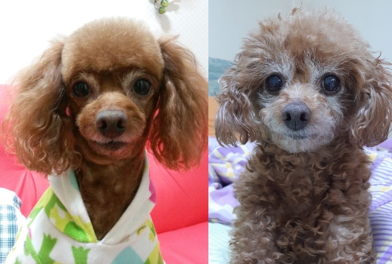 본문 이미지 - 박 씨와 함께 나이가 든 은비의 과거와 현재. 왼쪽 사진은 은비가 6살일 때 모습&#40;박성현 씨 제공&#41; ⓒ 뉴스1