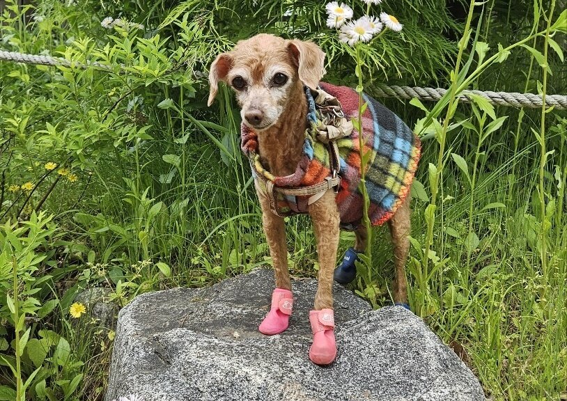 본문 이미지 - 박성현 씨는 마지막 강아지 &#39;은비&#39;와 함께 오래 건강하게 살았으면 한다는 소망을 전했다&#40;박성현 씨 제공&#41;. ⓒ 뉴스1