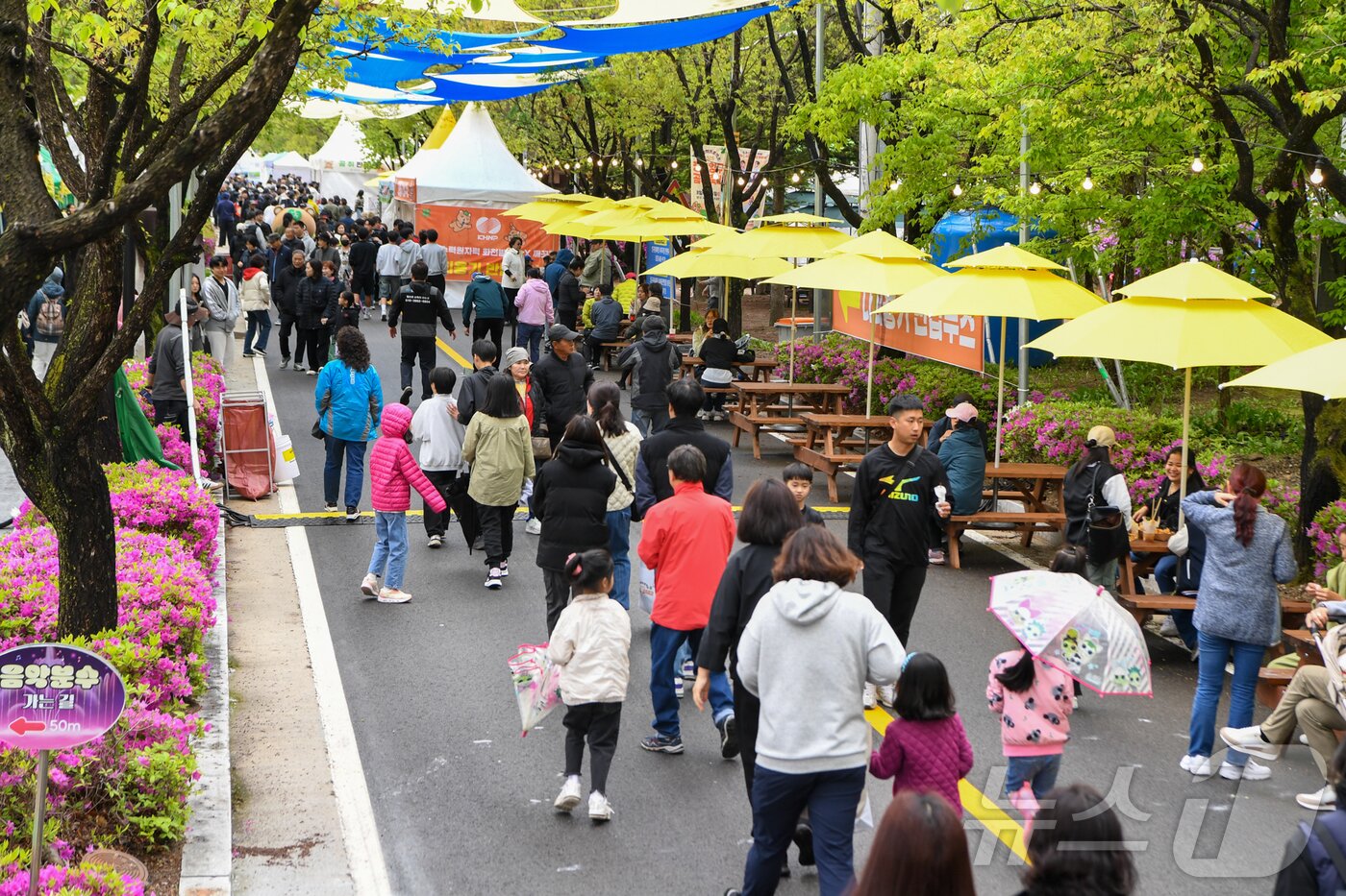 본문 이미지 - 양구읍 서천 레포츠공원 일원에서 개막한 &#39;2025 청춘 양구 곰취 축제&#39;에서 관광객들이 즐거운 시간을 보내고 있다.&#40;자료사진&#41;/뉴스1 DB