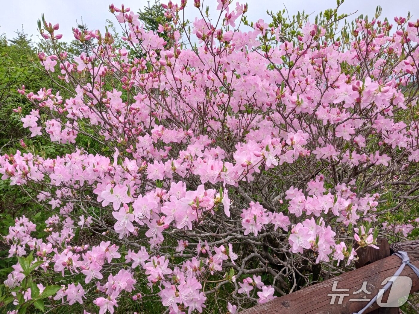 본문 이미지 - 봄이면 어지러울 정도로 강하고 선명하게 피는 세석철쭉.  해발 1600m 세석평전에 꽃사태를 이루며 등반객들의 탄성을 자아내게 만든다.  지리10경에 당당히 이름을 올리고  매년 5~6월에 철쭉제가 열린다.