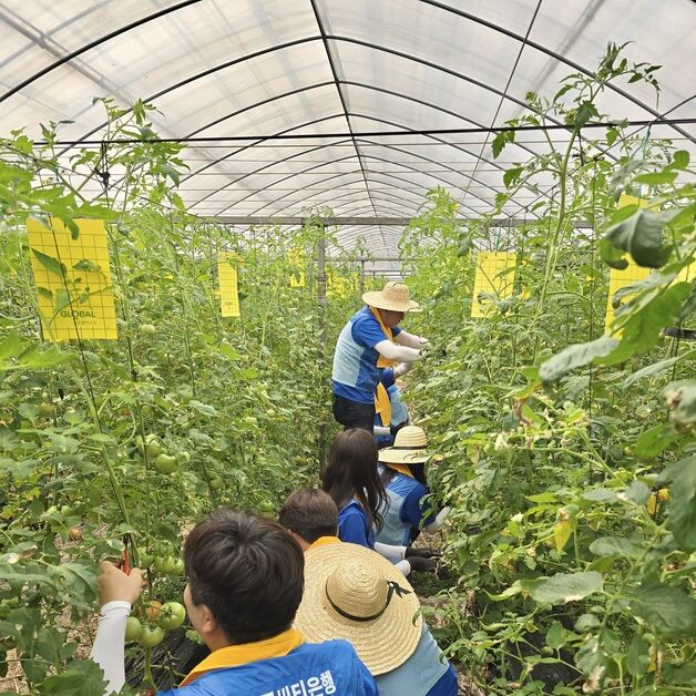 한국씨티은행, NH농협은행과 토마토 농가 찾아 봉사활동