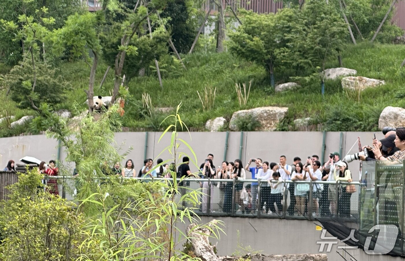 본문 이미지 - 자이언트 판다 기지를 방문한 트립닷컴 인비전 참석자들ⓒ News1 윤슬빈 기자
