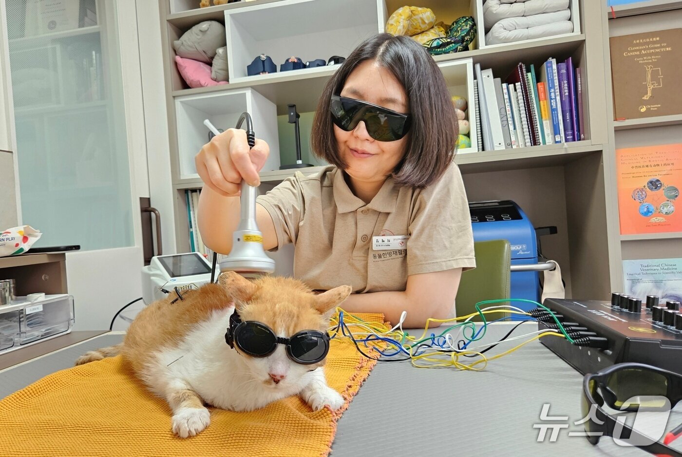 본문 이미지 - 레이저 치료 받고 있는 고양이 ⓒ 뉴스1