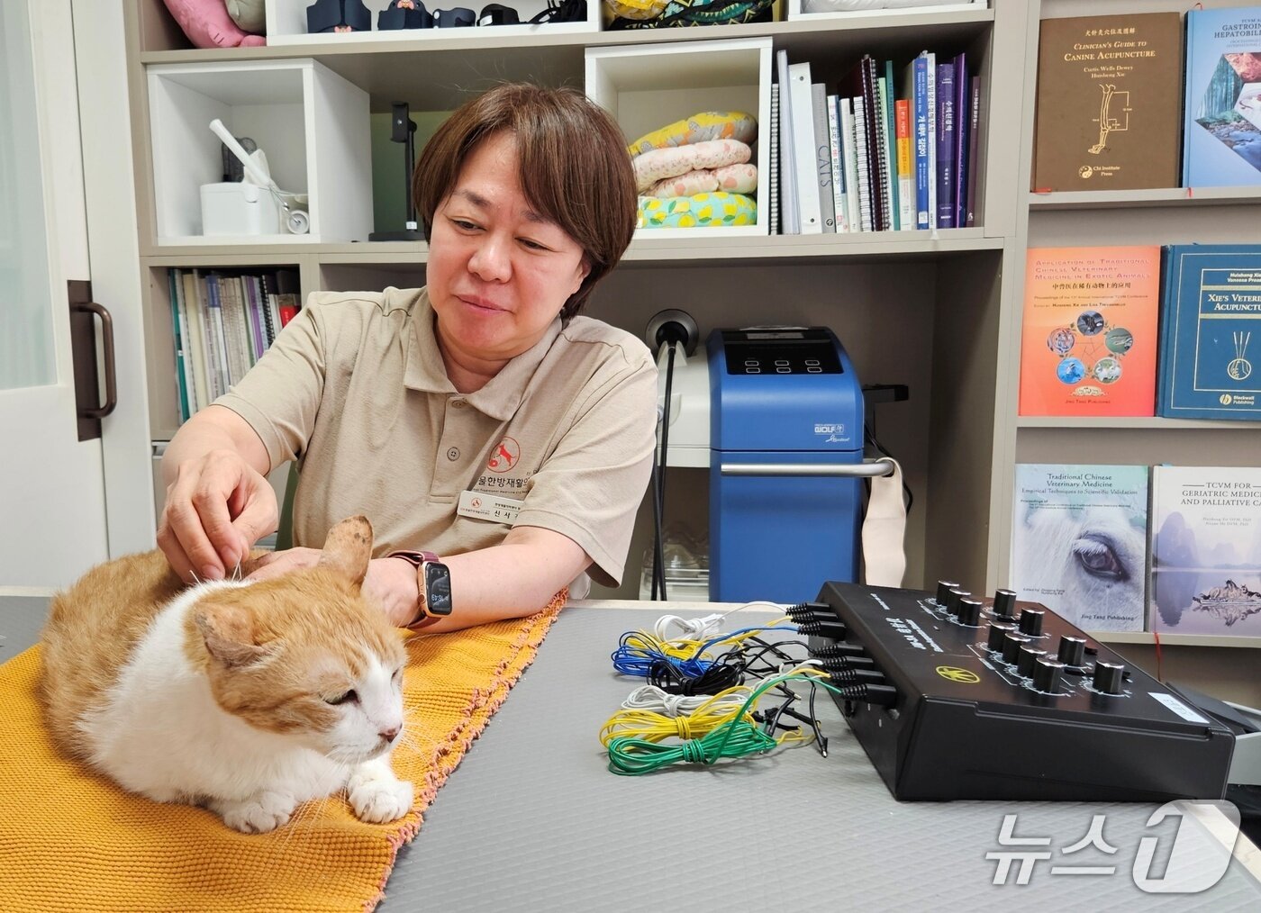 본문 이미지 - 침 치료 받고 있는 고양이 ⓒ 뉴스1