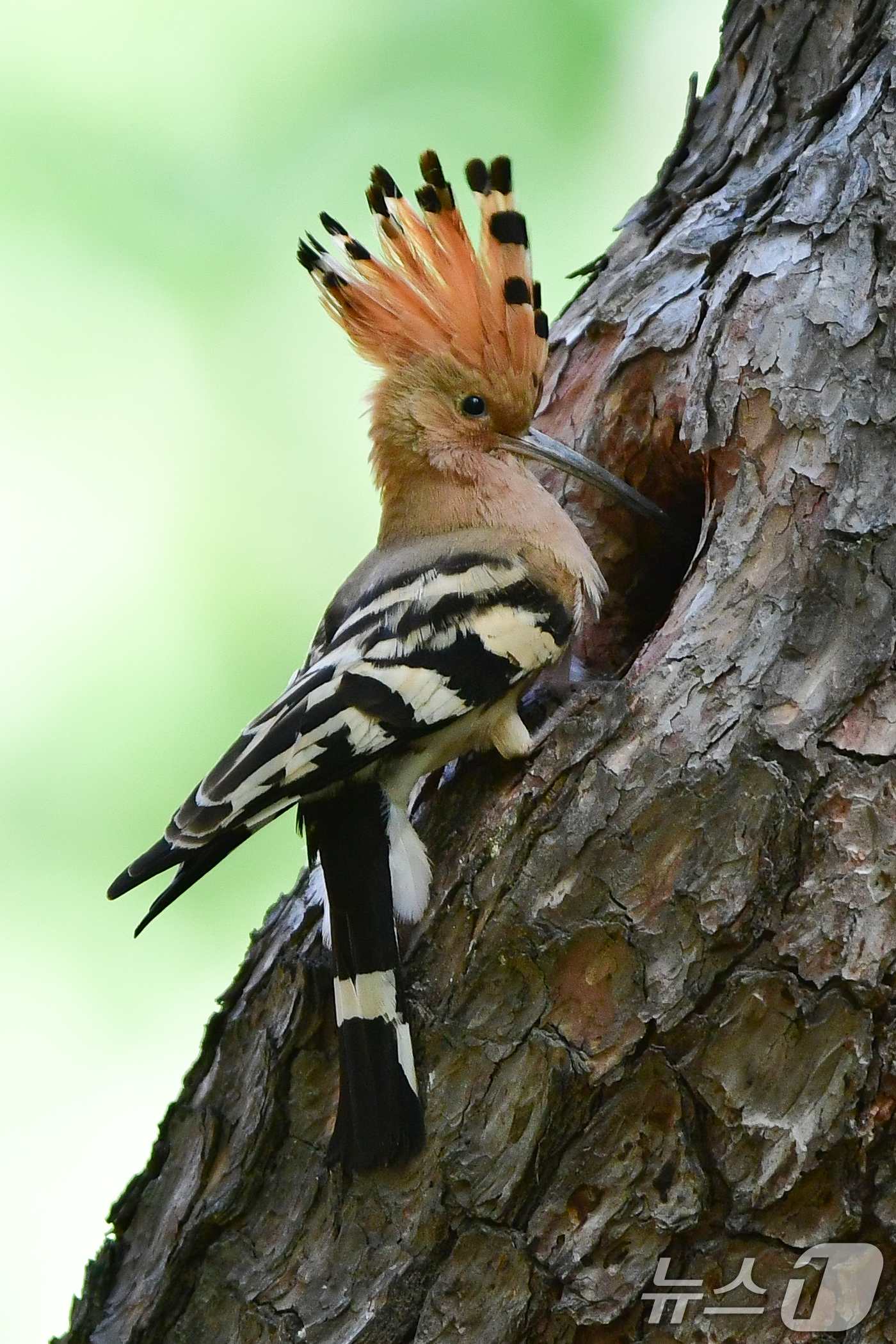 (경주=뉴스1) 최창호 기자 = 4일 경북 경주시 황성공원에서 후투티가 새끼들에게 먹잇감을 부지런히 물어다 나르고 있다. 2025.5.4/뉴스1