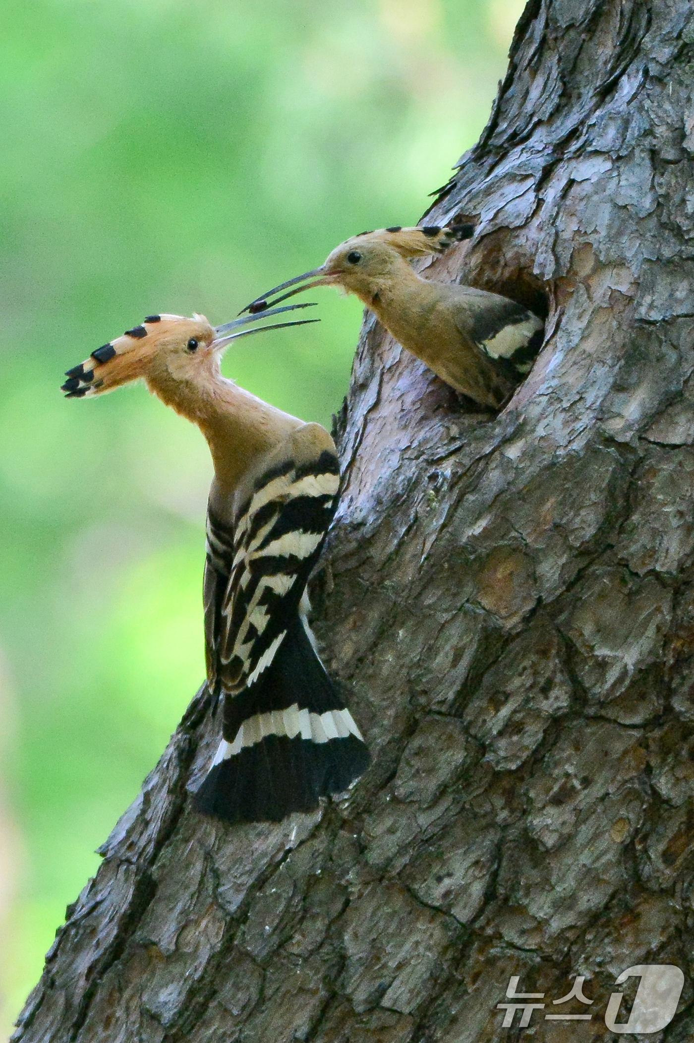 (경주=뉴스1) 최창호 기자 = 4일 경북 경주시 황성공원에서 후투티 한 쌍이 둥지에 있는 새끼들에게 먹잇감을 부지런히 물어다 나르고 있다. 2025.5.4/뉴스1