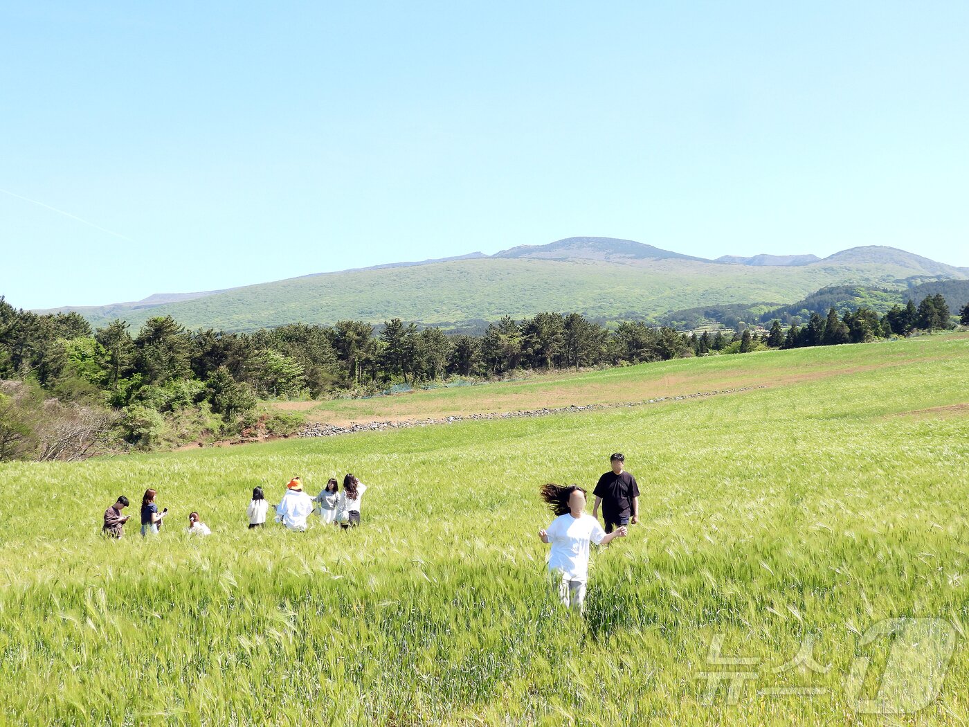 본문 이미지 - 4일 오후 넷플릭스 인기 시리즈 &#39;폭싹 속았수다&#39; 촬영지인 제주시 오라2동 청보리밭에서 상춘객들이 봄 기운을 만끽하고 있다. 2025.5.4/뉴스1 ⓒ News1 오미란 기자