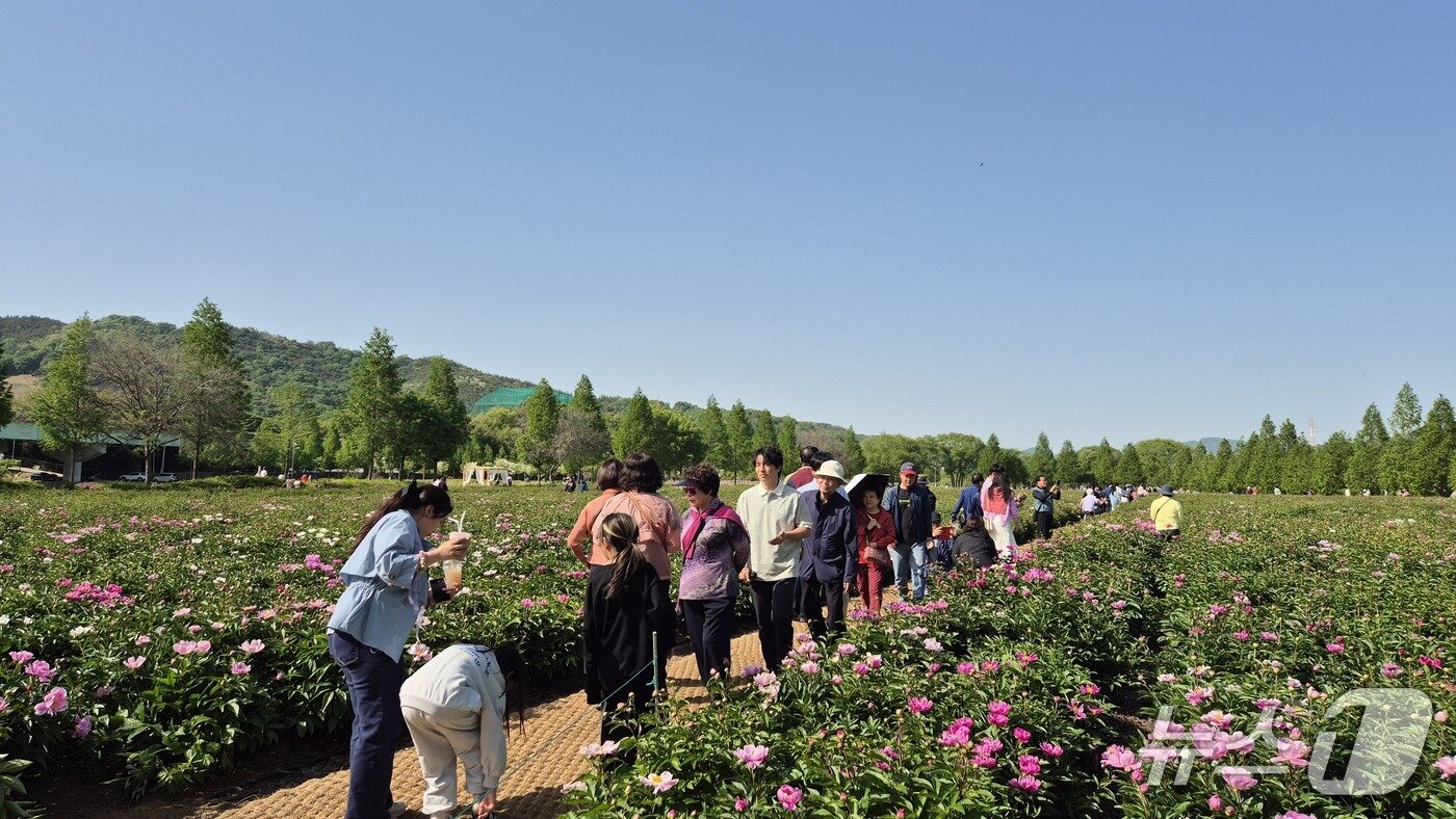 본문 이미지 - 합천군 핫들생태공원의 작약꽃&#40;합천군 제공. 재판매 및 DB금지&#41;. 2025.5.4