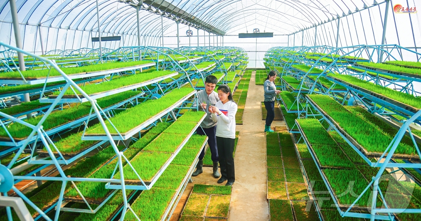 (평양 노동신문=뉴스1) = 북한 노동당 기관지 노동신문은 5일 농업근로자들이 "당 창건 80주년이 되는 올해에 더 많은 알곡을 생산하기 위해 당면한 영농작업에서 혁신을 창조해가고 …