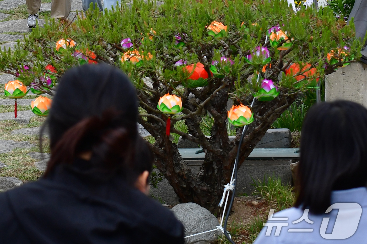 (포항=뉴스1) 최창호 기자 = 불기 2569년 부처님 오신 날이자 어린이 날인 5일 오후 대한불교조계종 포항 문수사 경내에 봉축 연등이 걸려있다. 2025.5.5/뉴스1