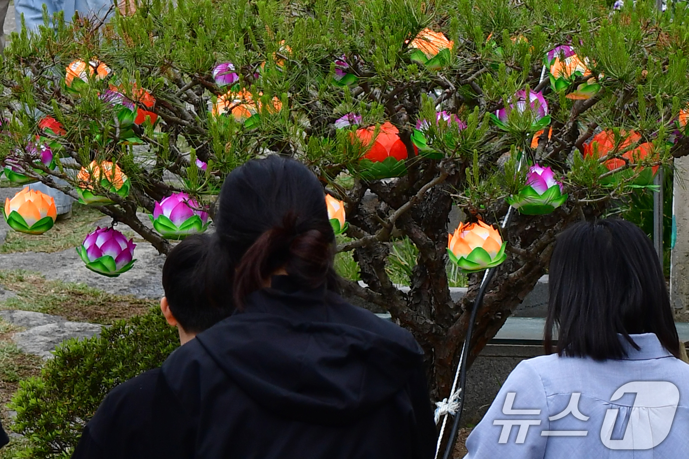 (포항=뉴스1) 최창호 기자 = 불기 2569년 부처님 오신 날이자 어린이 날인 5일 오후 대한불교조계종 포항 문수사 경내에 봉축 연등이 걸려있다.  2025.5.5/뉴스1