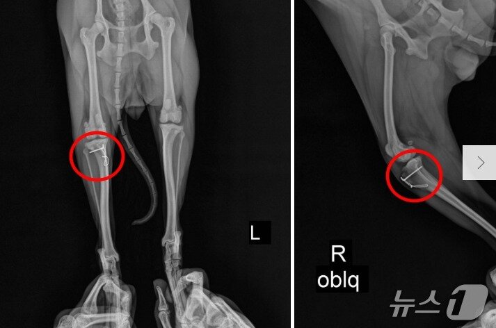 본문 이미지 - 슬개골 수술을 받은 강아지 엑스레이 사진&#40;원헬스동물의료센터 제공&#41; ⓒ 뉴스1