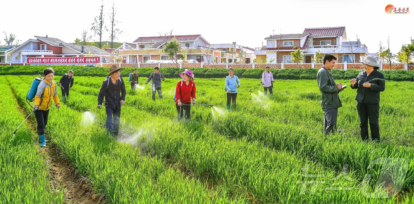 (평양 노동신문=뉴스1) = 북한 노동당 기관지 노동신문은 6일 신천군에서 "올해 밀농사에서 통장훈을 부를 열의를 안고 비배관리를 책임적으로 하고 있다"라고 보도했다. [국내에서만 …