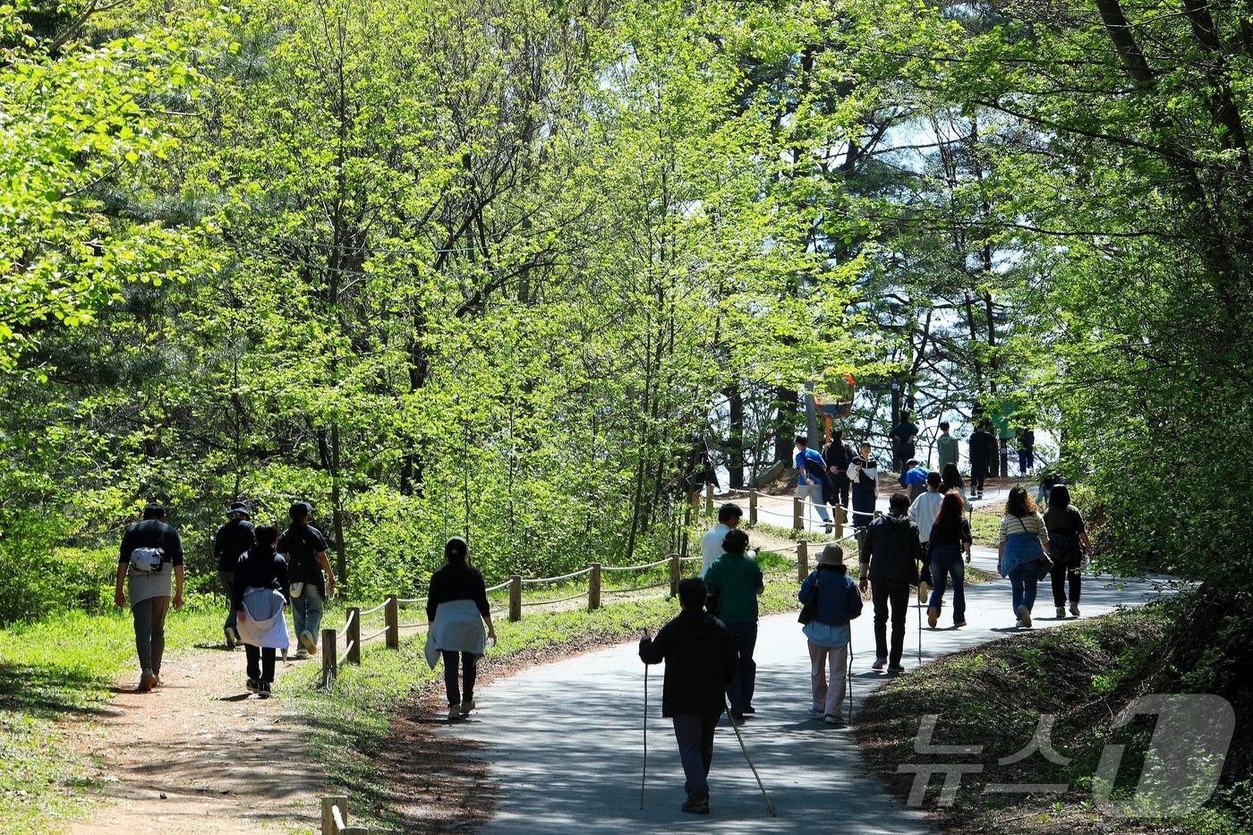 (인제=뉴스1) 이종재 기자 = 6일 강원 인제군 원대리 자작나무숲을 찾은 관광객들이 즐거운 시간을 보내고 있다. 대한민국 100대 명품숲인 인제 자작나무숲은 이국적인 풍경과 울창 …